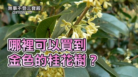 金桂哪裡買|桂花樹｜優惠推